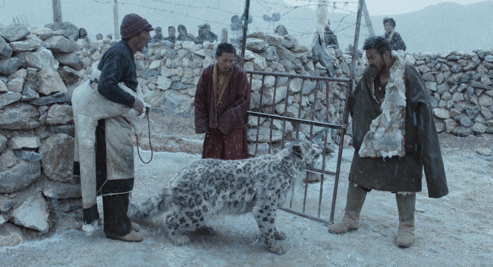 le léopard des neiges